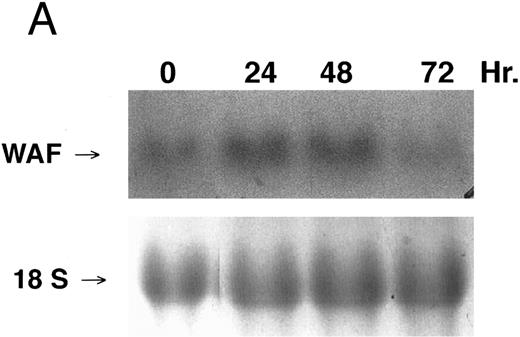 Fig. 10. CD437-enhanced p21WAF1/CIP1 mRNA expression in K562 cells. Exponentially growing HL-60R cells were exposed to 1 μmol/L CD437 for varying periods of time. Cells were harvested and Northern blots were performed as described in the Materials and Methods. The intensity of each band was scanned using laser densitometry and the values were normalized with respect to 18S mRNA signals. (A) A representative Northern blot from two separate determinations. (B) Quantification of a representative experiment.