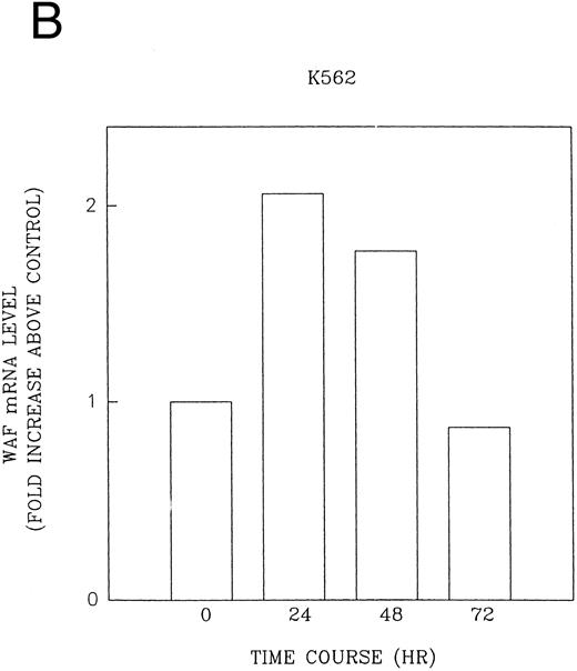 Fig. 10. CD437-enhanced p21WAF1/CIP1 mRNA expression in K562 cells. Exponentially growing HL-60R cells were exposed to 1 μmol/L CD437 for varying periods of time. Cells were harvested and Northern blots were performed as described in the Materials and Methods. The intensity of each band was scanned using laser densitometry and the values were normalized with respect to 18S mRNA signals. (A) A representative Northern blot from two separate determinations. (B) Quantification of a representative experiment.