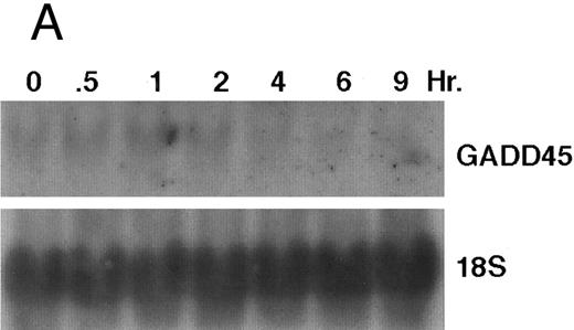Fig. 11. CD437-enhanced GADD 45 mRNA expression. Exponentially growing HL-60R cells were exposed to 1 μmol/L CD437 for varying periods of time. Cells were harvested and Northern blots were performed as described in the Materials and Methods. The intensity of each band was scanned using a laser densitometer and values were normalized with respect to 18S mRNA signals. (A) A representative Northern blot assay from two separate determinations. (B) Quantification of a representative experiment.