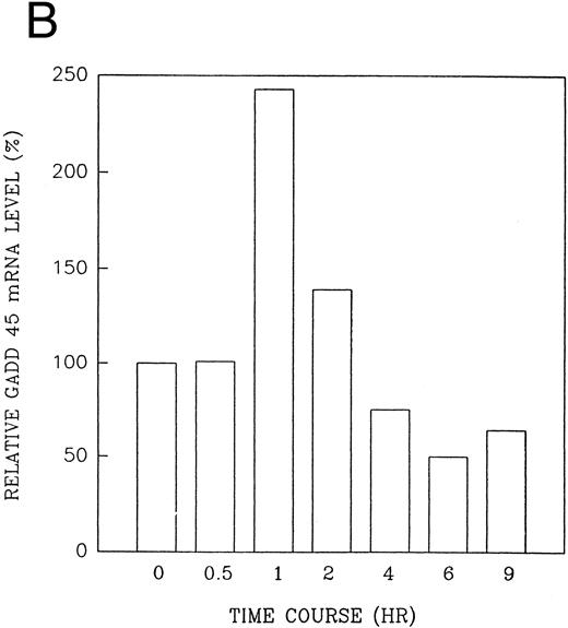 Fig. 11. CD437-enhanced GADD 45 mRNA expression. Exponentially growing HL-60R cells were exposed to 1 μmol/L CD437 for varying periods of time. Cells were harvested and Northern blots were performed as described in the Materials and Methods. The intensity of each band was scanned using a laser densitometer and values were normalized with respect to 18S mRNA signals. (A) A representative Northern blot assay from two separate determinations. (B) Quantification of a representative experiment.