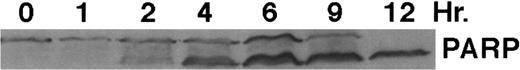 Fig. 4. CD437-mediated PARP cleavage. HL-60R cells were grown as described in the Materials and Methods and exposed to 1 μmol/L CD437. Cells were harvested at various times and Western blots were performed as described in the Materials and Methods.