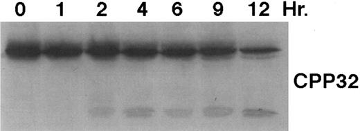 Fig. 5. CD437-mediated CPP32 cleavage. HL-60R cells were grown, exposed to 1 μmol/L CD437, and harvested and Western blots were performed as described in the legend to Fig 4.