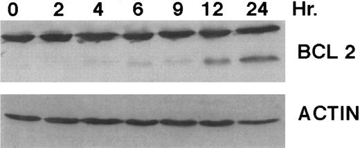 Fig. 6. Bcl-2 cleavage during CD437-mediated apoptosis. HL-60R cells were grown in the presence of 1 μmol/L CD437 for various periods of time, the cells were harvested, and Western blots were performed as described in the Materials and Methods.