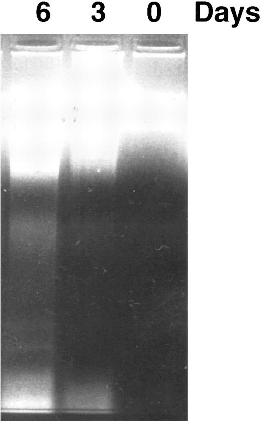 Fig. 7. DNA fragmentation induced by CD437 in K562 cells. K562 cells were grown as described in the Materials and Methods. CD437 was added to a final concentration of 1 μmol/L, cells were harvested, and DNA was extracted and fractionated by gel electrophoresis as described in the Materials and Methods.