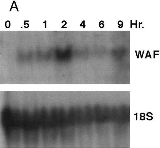 Fig. 9. CD437-enhanced p21WAF1/CIP1 mRNA expression in HL-60R cells. Exponentially growing HL-60R cells were exposed to 1 μmol/L CD437 for varying periods of time. Cells were harvested and Northern blots were performed as described in the Materials and Methods. The intensity of each band was scanned using laser densitometry and values were normalized with respect to 18S mRNA signals. (A) A representative Northern blot from two separate determinations. (B) Quantification of a representative experiment.