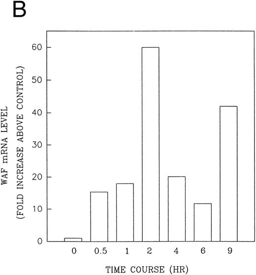 Fig. 9. CD437-enhanced p21WAF1/CIP1 mRNA expression in HL-60R cells. Exponentially growing HL-60R cells were exposed to 1 μmol/L CD437 for varying periods of time. Cells were harvested and Northern blots were performed as described in the Materials and Methods. The intensity of each band was scanned using laser densitometry and values were normalized with respect to 18S mRNA signals. (A) A representative Northern blot from two separate determinations. (B) Quantification of a representative experiment.