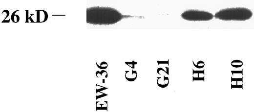 Fig. 12. Western blot immunoassay of JLP 119 cells transfected with bcl-2. JLP 119 cells with a stable transfection of either vector alone (G4 and G21) or plasmid expressing the human bcl-2 gene (H6 and H10) were tested for expression of the Bcl-2 protein as described in the legend to Fig 2. The level of expression of endogenous Bcl-2 in EW-36 cells is shown for comparison.