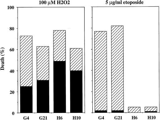 Fig. 14. Quantitation of extent and type of H2O2 -induced cell death induced in bcl-2–transfected JLP 119 cells by Hoechst/propidium iodide nuclear staining. JLP 119 cells transfected with either control plasmid (G4 and G21) or plasmid expressing the bcl-2 gene (H6 and H10) were treated with 100 μmol/L H2O2 or 5 μg/mL etoposide. In both cases, cells were collected after 24 hours and examined for cell death (propidium iodide staining) and morphologic features of apoptosis (chromatin condensation) as described in the Materials and Methods. The data represent the average of four independent experiments. (▪) Necrotic death; (▨) apoptotic death.