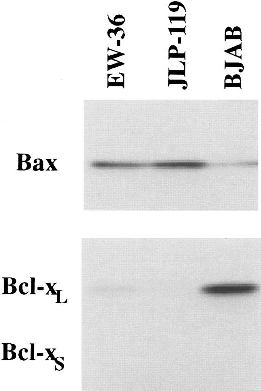 Fig. 5. Western blot analysis of Bax and Bcl-x levels in JLP 119 and EW-36. Total cell extracts from 50,000 cells were loaded in each lane. The figures show typical immunoblot results obtained using a polyclonal antibody to human Bax or human Bcl-x (see the Materials and Methods). The cell line BJAB was found to express high levels of bcl-xL and is shown as a positive control.