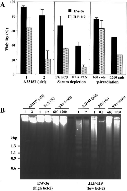 Fig. 6. Effect of A23187, serum depletion, and γ-irradiation on cell viability or induction of DNA fragmentation in EW-36 and JLP 119. Cells (5 × 105/mL) were treated with A23187 (1 or 2 μmol/L), serum depletion (reduced from 10% to either 1% or 0.2%), or γ-irradiation (600 or 1,200 rads). After 48 hours of incubation, cell viability was determined by trypan blue exclusion (A). Fragmentation of total cellular DNA (1 × 106 cells) was assessed by agarose gel electrophoresis (B). The viability results (▪, EW-36; , JLP 119) represent the mean ± SEM of quadruplicate (A23187) or duplicate (serum depletion and γ-irradiation) experiments. The DNA fragmentation data shown are from a representative study that was repeated two to four times.