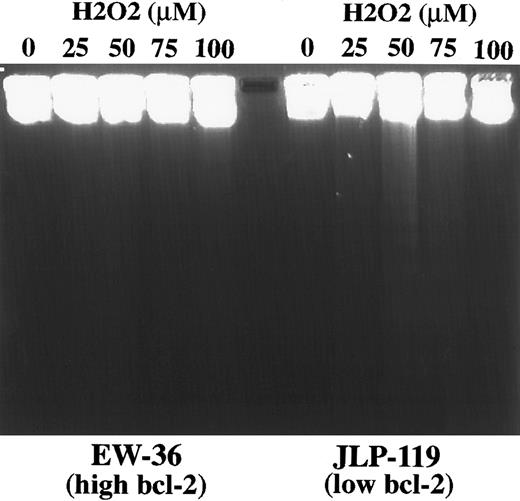 Fig. 9. Effect of H2O2 concentration on induction of DNA fragmentation in EW-36 and JLP 119. Cells (5 × 105/mL) were incubated for 24 hours in growth medium containing the indicated concentrations of H2O2 (0, 25, 50, 75, or 100 μmol/L). Fragmentation of total cellular DNA (extract of 1 × 106 cells/lane) was assessed by agarose gel electrophoresis. The data shown are from a representative study that was repeated three times.