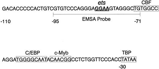 Fig. 1. mNE promoter. The sequence of the proximal mNE promoter, which is sufficient to direct myeloid gene expression, is depicted. Boxes enclose binding sites for CBF, C/EBP, c-Myb, and TBP.2324 The core GGAA sequence of the ets binding site is underlined, and the wild-type mNE ets probe (-95/-71) used for EMSA is bracketed.