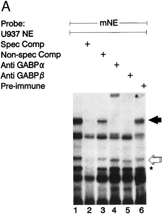 Fig. 2. GABP from U937 myeloid nuclear extract binds to the mNE promoter. (A) A double-stranded oligonucleotide probe corresponding to -95/-71 of the mNE promoter was radiolabeled with 32P-dCTP. EMSA was performed with 10,000 cpm probe and 10 μg U937 myeloid nuclear extract. A species from U937 cells bound to this probe (lane 1, filled arrow) and was competed for by a 100-fold molar excess of homologous unlabeled probe (lane 2) but not by a 100-fold excess of irrelevant probe (lane 3). Binding of this species was abrogated by antibody to either GABPα or GABPβ (lanes 4 and 5, respectively) but not by preimmune serum (lane 6). Binding by PU.1 (open arrow) and a proteolytic degradation product of PU.1 (asterisk) was also seen. (B) EMSA was performed with the radiolabeled -95/-71 mNE probe and U937 nuclear extract. Antibody to PU.1 abrogated binding by PU.1 (lane 3), and this effect was eliminated by inclusion of PU.1 peptide in the binding reaction (lane 4); preimmune serum had no effect on its binding (lane 5).