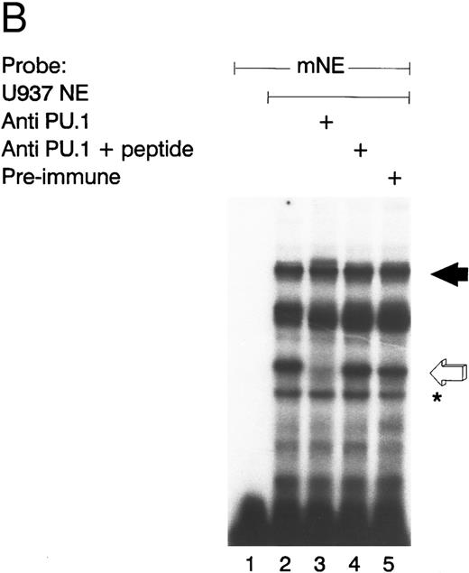 Fig. 2. GABP from U937 myeloid nuclear extract binds to the mNE promoter. (A) A double-stranded oligonucleotide probe corresponding to -95/-71 of the mNE promoter was radiolabeled with 32P-dCTP. EMSA was performed with 10,000 cpm probe and 10 μg U937 myeloid nuclear extract. A species from U937 cells bound to this probe (lane 1, filled arrow) and was competed for by a 100-fold molar excess of homologous unlabeled probe (lane 2) but not by a 100-fold excess of irrelevant probe (lane 3). Binding of this species was abrogated by antibody to either GABPα or GABPβ (lanes 4 and 5, respectively) but not by preimmune serum (lane 6). Binding by PU.1 (open arrow) and a proteolytic degradation product of PU.1 (asterisk) was also seen. (B) EMSA was performed with the radiolabeled -95/-71 mNE probe and U937 nuclear extract. Antibody to PU.1 abrogated binding by PU.1 (lane 3), and this effect was eliminated by inclusion of PU.1 peptide in the binding reaction (lane 4); preimmune serum had no effect on its binding (lane 5).