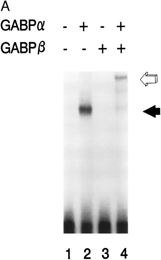 Fig. 3. GABP forms a heterodimeric complex on the mNE promoter. (A) GABPα and GABPβ were prepared as GST fusion proteins. EMSA was performed with the mNE promoter probe and purified bacterially expressed GABPα (lanes 2 and 4) and GABPβ (lanes 3 and 4). Filled arrow, binding by monomeric GABPα; open arrow, a heterodimeric complex formed by GABPα and GABPβ. (B) A mutation of the ets site (GGAA → TTAA) was incorporated into the mNE promoter probe. EMSA was performed with the wild-type probe (mNE, lanes 1 to 3) or with the mutated probe (mutNE, lanes 4 to 6) and purified GST-GABPα (lanes 2 and 5) or U937 nuclear extract (lanes 3 and 6). Open arrow, binding by GST-GABPα that was disrupted by the ets site mutation (compare lane 2 and lane 5). Filled arrow, binding by GABP from U937 nuclear extract that was disrupted by the mutation (compare lane 3 and lane 6).