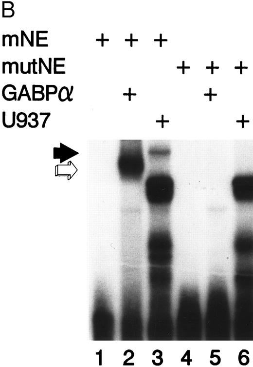 Fig. 3. GABP forms a heterodimeric complex on the mNE promoter. (A) GABPα and GABPβ were prepared as GST fusion proteins. EMSA was performed with the mNE promoter probe and purified bacterially expressed GABPα (lanes 2 and 4) and GABPβ (lanes 3 and 4). Filled arrow, binding by monomeric GABPα; open arrow, a heterodimeric complex formed by GABPα and GABPβ. (B) A mutation of the ets site (GGAA → TTAA) was incorporated into the mNE promoter probe. EMSA was performed with the wild-type probe (mNE, lanes 1 to 3) or with the mutated probe (mutNE, lanes 4 to 6) and purified GST-GABPα (lanes 2 and 5) or U937 nuclear extract (lanes 3 and 6). Open arrow, binding by GST-GABPα that was disrupted by the ets site mutation (compare lane 2 and lane 5). Filled arrow, binding by GABP from U937 nuclear extract that was disrupted by the mutation (compare lane 3 and lane 6).