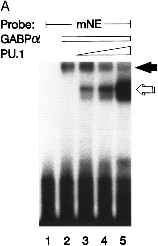 Fig. 4. GABP and PU.1 compete for binding to the mNE promoter ets site. (A) EMSA was performed with the mNE promoter probe and purified bacterially expressed GST-GABPα and GST-PU.1. Filled arrow, binding by GABPα (lanes 2 to 5). Addition of increasing amounts of PU.1 generated a new binding complex (open arrow, lanes 3 to 5) that competed with GABPα for the radiolabeled mNE promoter probe. No novel complex that might represent a direct physical interaction of GABPα and PU.1 was seen. (B) Open arrow indicates binding by PU.1 (lanes 2 to 5). Addition of increasing amounts of GABPα (filled arrow, lanes 3 to 5) competed with PU.1 for the radiolabeled mNE promoter probe.