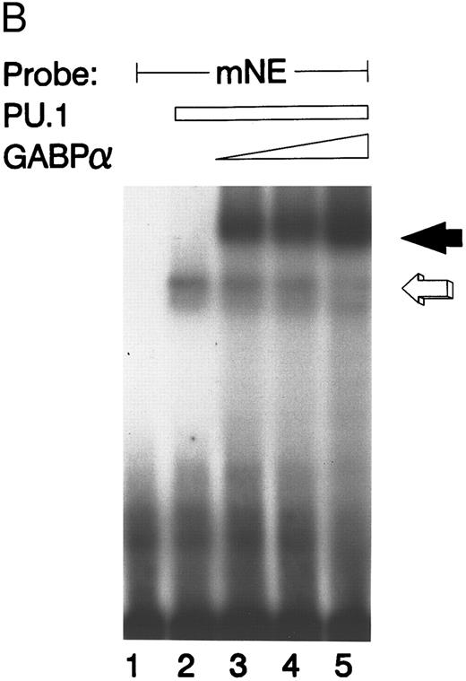 Fig. 4. GABP and PU.1 compete for binding to the mNE promoter ets site. (A) EMSA was performed with the mNE promoter probe and purified bacterially expressed GST-GABPα and GST-PU.1. Filled arrow, binding by GABPα (lanes 2 to 5). Addition of increasing amounts of PU.1 generated a new binding complex (open arrow, lanes 3 to 5) that competed with GABPα for the radiolabeled mNE promoter probe. No novel complex that might represent a direct physical interaction of GABPα and PU.1 was seen. (B) Open arrow indicates binding by PU.1 (lanes 2 to 5). Addition of increasing amounts of GABPα (filled arrow, lanes 3 to 5) competed with PU.1 for the radiolabeled mNE promoter probe.
