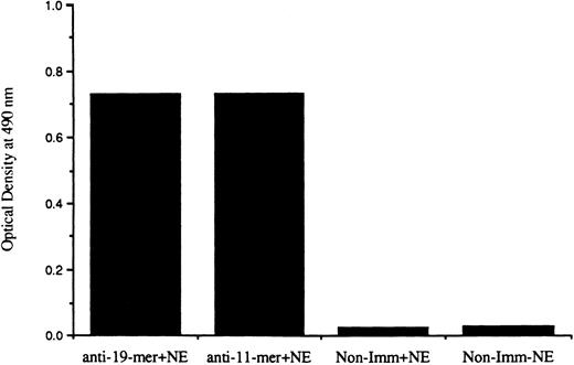 Fig. 1. Reactivity of rabbit antisera against the 19-mer and 11-mer peptides of cytoplasmic tail of CR1. Rabbit sera were tested at a dilution of 1:100 in an ELISA system in which native CR1 was captured from detergent neutrophil extracts (NE) onto wells precoated with F(ab′)2 of mouse MoAb to the extracellular domain of CR1. Binding of rabbit IgG to the captured CR1 was detected with peroxidase-conjugated goat antirabbit antibody and o-phenylene diamine. The sera were tested in parallel in wells that received neutrophil extract containing CR1 (+NE) but nonimmune rabbit IgG and in wells that did not receive CR1 (−NE). The reactivity in wells with immune sera that had not received NE was equal to or less than the values obtained for nonimmune sera with NE. The results represent the mean of duplicate determinations from two separate experiments.