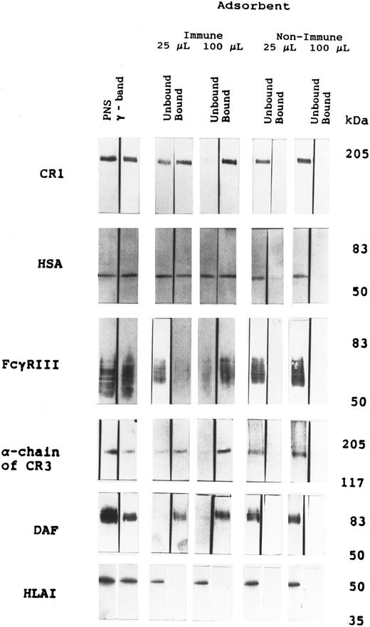 Fig. 2. Western blot of PNS, γ-band, and fractions from vesicle isolation experiments using immune or nonimmune beads. For the detection of CR1 (MW = ∼205 kD) and α-chain of CR3 (MW = 165 kD), samples were run on a 7% SDS-PAGE and transferred onto nitrocellulose filters. CR1 and CR3 in the figure are shown on portion of blot above 117 kD, as determined by the marker β-galactosidase. For the detection of FcγRIII (MW = 50 to 70 kD), albumin (HSA; MW = 67 kD), DAF (MW = 70 kD), and HLA class I (MW = 46 kD), samples were run on a 10% SDS-PAGE and transferred onto nitrocelluose filters (refer to the Materials and Methods for details). FcγRIII, albumin, and DAF in the figure represent the portion of the blot between 101 kD and 35 kD, as determined by the markers phosphorylase B and carbonic anhydrase. HLA class I in the figure represents the portion of the blot between 50 kD and 35 kD, as determined by the markers ovalbumin and carbonic anhydrase. The volume of each sample was adjusted to equal the volume of γ-band applied to allow direct comparisons.