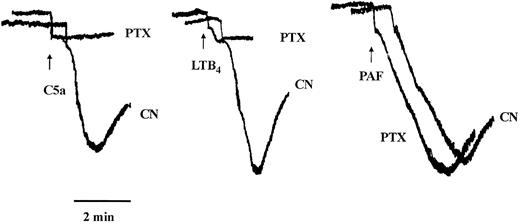 Fig. 1. Typical traces showing the effect of PTX on eosinophil aggregation induced by maximally effective concentrations of C5a, LTB4 , or PAF. Eosinophils were pretreated for 2.5 hours with vehicle (CN) or PTX (1 μg/mL, see the Materials and Methods). The cells were washed, aliquots (300 μL) were placed in a cuvette, and changes in light transmission were recorded after activation with C5a (10−7 mol/L), LTB4 (10−8 mol/L), or PAF (10−8 mol/L). The time of the addition of the agonists is shown by the arrows. The initial rapid decrease in absorbance observed in all cases is an artifact due to the addition of the agonists.