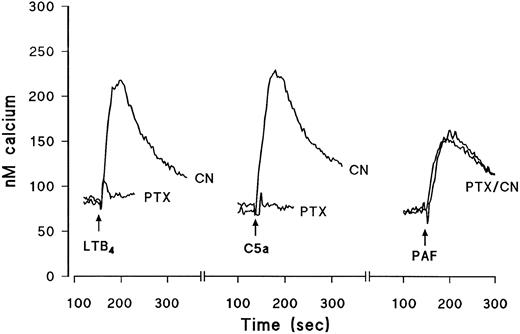 Fig. 2. Typical traces showing the effect of PTX on intracellular Ca2+ transients induced by maximally effective concentrations of C5a, LTB4 , or PAF. Eosinophils were pretreated for 2.5 hours with vehicle (CN) or PTX (1 μg/mL, see the Materials and Methods). The cells were then labeled with fura-2-acetoxymethyl ester and washed and changes in fluorescence were monitored after activation with LTB4 (10−8 mol/L), C5a (10−7 mol/L), or PAF (10−8 mol/L). The time of the addition of the agonists is shown by the arrows. Results are expressed as the increase in the concentration of intracellular calcium (in nanomoles per liter) as a function of time (in seconds).