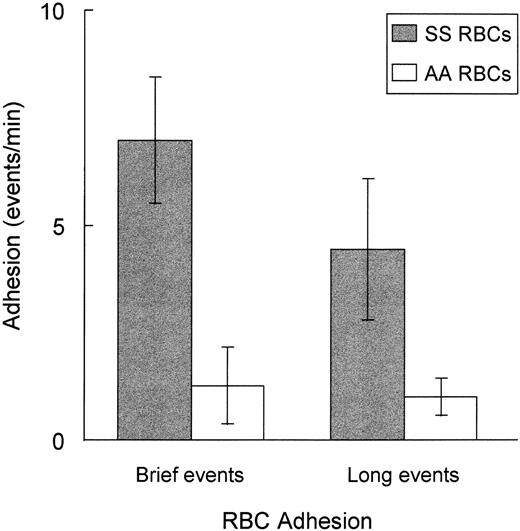 Fig. 2. Sickle SS-RBCs have enhanced adhesion to rat brain microvasculature compared with control AA-RBCs. Fluorescently labeled control (AA)-RBCs (n = 5), followed by sickle (SS)-RBCs (n = 5), were infused into rats prepared with a cranial window as described in Fig 1. Cellular flow in the cortical microvessels (diameter 4 to 100 μm) was video-recorded from two to three preselected 0.07-mm2 areas within the cranial window for a total of 5 to 10 minutes. Brief adhesion events (0.1 to 1.0 second) and long adhesion events (<1.0 second) were separately quantitated (events per minute) by manual review of the video tapes. SS-RBCs had significantly increased adhesion compared with AA-RBCs for brief adhesion events (P = .0063) or long adhesion events (P = .013).