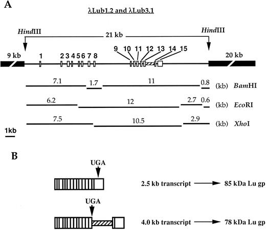 Fig. 1. Restriction map, organization and transcripts of the LU gene. (A) Restriction map and organization of the LU gene. The organization of the LU gene was established from analysis of the λ Lub1.2 and λ Lub3.1 genomic clones. Exons 1 to 15 are numbered and represented by open boxes. The hatched box indicates the alternative spliced intron and the interrupted black boxes represent the two l DASH arms. (B) Schematic representation of the alternative splicing of intron 13. Alternative splicing of intron 13 results in the synthesis of two transcripts of 2.5 kb and 4.0 kb encoding the long-tail (85 kD) and the short-tail (78 kD) Lu polypeptides, respectively. The exons are represented by open boxes. The hatched box indicates the alternative spliced intron.