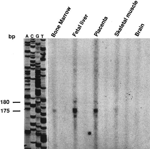 Fig. 2. Determination of the transcription initiation site by primer extension analysis in erythroid and nonerythroid cells. Primer extension was performed as described in Materials and Methods. A same primer-extended product of 175/180 bp was detected with all the poly(A+) RNAs, with a stronger intensity in fetal liver and placenta than in the other tissues. These products were clearly detected in bone marrow and skeletal muscle with an overexposure of the autoradiogram.