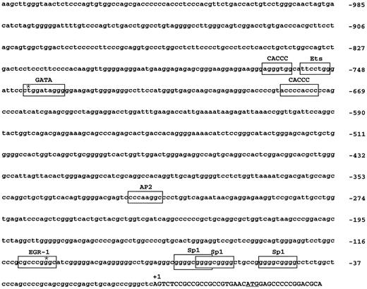 Fig. 3. Nucleotide sequence of the LU 5′ flanking region showing the putative regulatory cis-acting elements. +1 refers to the transcription initiation site. The first 40 nucleotides of exon 1 are in upper case and the initiation codon ATG is underlined. The boxes correspond to putative cis-acting regulatory elements (Sp1, EGR-1, AP2, GATA, CACCC, and Ets). Mismatches with consensus motifs are indicated by asterisks.