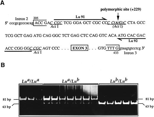 Fig. 4. Lua/Lub typing. (A) Strategy of the PCR-RFLP. Primers Lu91 and Lu92 were designed to amplify an 81-bp LU gene fragment that encompasses the single base substitution (A229G) identified between the Lua and the Lub alleles and that correlates with an allele-specific Aci I restriction site. (B) Typical results of the PCR-RFLP assay. DNA from donors with the indicated Lu phenotypes was used in the PCR-RFLP assay. The sizes of the digested fragments are indicated on both sides.