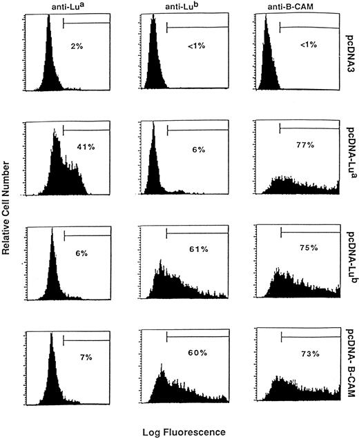 Fig. 5. Expression of the Lu and B-CAM antigens in CHO cells. CHO cells were transfected with plasmid containing Lua (pcDNA-Lua), Lub (pcDNA-Lub), or B-CAM (pcDNA-B-CAM) cDNAs or with the pcDNA3 vector alone as a negative control. Expression of the Lua, Lub, and B-CAM antigens was determined by flow cytometry analysis using anti-Lua human antisera, LM342 monoclonal anti-Lub, and G253 monoclonal anti–B-CAM. The relative numbers of positive cells in the selected windows are indicated as percentages.