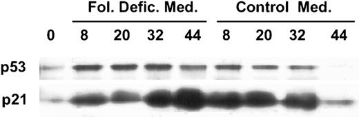Fig. 3. Time courses of p53 and p21 accumulation in cultured, folate-deficient erythroblasts. Folate-deficient erythroblasts were cultured in either control medium or folate-deficient medium. At the hours of culture shown atop each lane, cells were collected and lysed by sonication and boiling in SDS-PAGE sample buffer (Laemmli). The samples were separated by SDS-PAGE. Shown are Western blots of gels that were loaded with 50 μg protein per lane. The blots were probed with antibodies to p53 and p21 and then developed with enhanced chemiluminescence.
