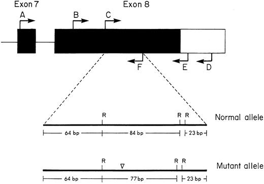 Fig. 1. Diagram of exons 7 and 8 of the EpoR gene. The coding sequences are shown as solid boxes, the intervening sequences are depicted as lines, and the 3′ untranslated region as an open box. The lettered arrows indicate the position and orientation of the oligonucleotide primers described in the Materials and Methods. The open arrowhead (▿) above the mutant allele (bottom) indicates the position of the deletion. An Rsa I (R) restriction map of the 177-bp PCR amplification product using primer pair C and F is shown at the bottom.