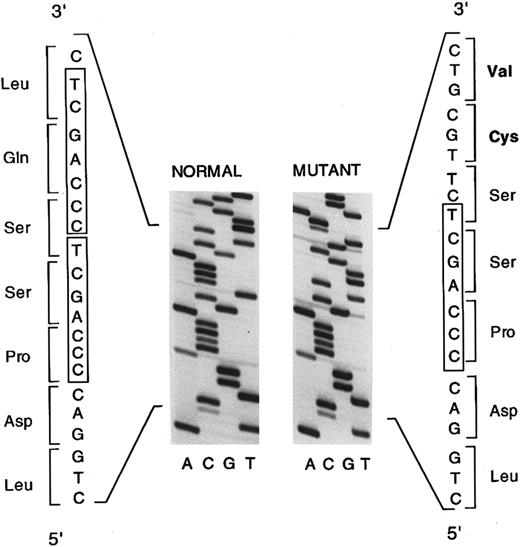 Fig. 2. DNA sequence of subcloned PCR products from the EpoR gene of affected individual III-3. Analysis of individual subclones shows the sequences for the normal allele (left) and the mutant allele (right). The 7-bp direct repeat in the normal allele is indicated in boxes. In approximately half of the subclones, a 7-bp deletion in exon 8 between positions 5985 and 5991 was detected. Two of the abnormal amino acids resulting from the frameshift in the mutant allele are indicated in bold letters.