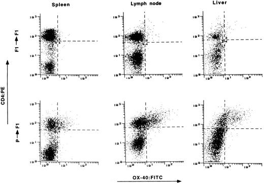 Fig. 3. The presence of OX-40+ T cells in tissues from rats with aGVHD. Splenocytes, liver, and lymph node cells were obtained on day 15 posttransplantation and stained with antibodies to CD4 (ordinate) and OX-40 (absissa). The top row represents tissue obtained from control syngeneic transplanted rats. The bottom row represents tissue obtained from allogeneic transplanted rats with aGVHD. Tissue from control rats had 3%, 4%, and 3% double-positive cells in spleen, lymph node, and liver, respectively. Tissue from rats with GVHD had 22%, 33%, and 42% double-positive T cells from spleen, lymph node, and liver, respectively.