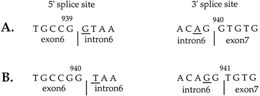 Fig. 1. Exon6-intron6 and intron6-exon7 junctions in the RH gene. (A) Exon6/exon7 boundary was found at positions 939/940, as we had previously reported.2 (B) Setting exon6/exon7 boundary at positions 940/941, as suggested by Huang,1 results in abnormal 5′ (GT → TA) and 3′ (AG → GG) splice sites. Invariant +1 and −2 residues at the 5′ donor and 3′ acceptor splice sites, respectively, are underlined.