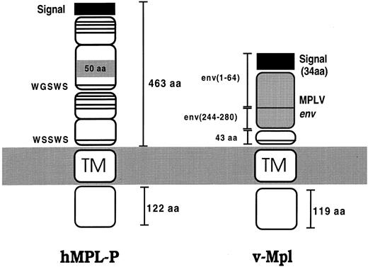 Fig. 1. Schematic illustration showing the major isoform of Mpl (hMpl-P)38 and the v-Mpl fusion product. Mpl has two CRMs, with the distal one containing an insertion of 50 residues. The v-Mpl product is derived from the MPLV retrovirus and is a fusion protein containing rearranged env sequences fused to truncated Mpl (see text). The conserved cysteine residues and WSXWS motif characteristic of the CR family are indicated by horizontal lines.