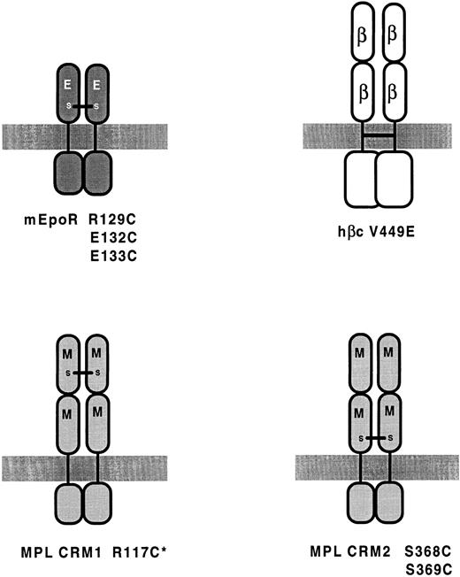 Fig. 2. Activating mutations that have been shown or are predicted to induce dimerization of CR subunits. Dimerization is induced by cysteine substitutions in EPOR5562 and Mpl57 and by a valine to glutamic acid substitution in hβc .89 *Indicates weakly activating.