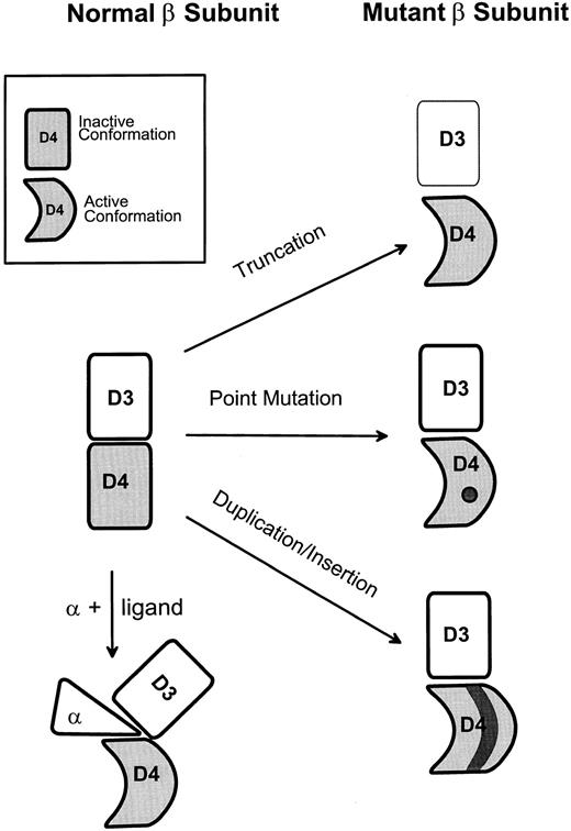 Fig. 3. A model for activation of βc involving a conformational switch in domain 4. The model postulates that domain 4 can exist in inactive or active conformations and that the active conformation leads to receptor signalling (eg, by allowing association of βc with a second signalling subunit). See text for further explanation.