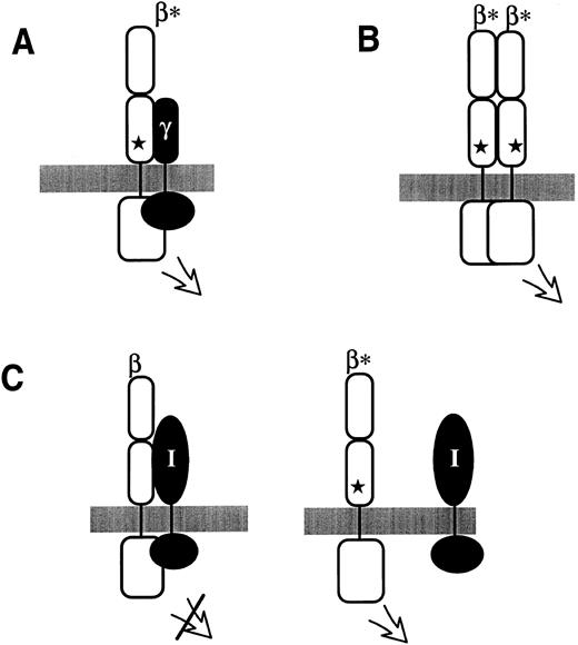 Fig. 4. Possible modes by which extracellular mutations in hβc , indicated by a star in each panel, lead to constitutive receptor activity. (A) The extracellular mutation induces constitutive heterodimerization with a putative γ signalling subunit. (B) The extracellular mutation leads to hβc homodimerization. (C) In this model, hβc normally associates with an inhibitory membrane-spanning molecule (I); the extracellular mutations disrupt this association and thus lead to activation. For simplicity, only a single β subunit is shown; however, the inhibitory molecule might normally function in suppressing the activity of a low level of spontaneously forming homodimers or heterodimers.