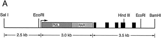 Fig. 1. (A) Diagram of the hCG–PML-RARα transgene. Transcription begins at the arrow, the transcriptional start site of the hCG gene. The hCG sequences extend upstream approximately 2.4 kb from the start site. The solid black boxes represent the five exons of the hCG gene; the polyadenylation signal is provided by the hCG gene. Sizes of DNA fragments used in constructing the transgene are denoted below the diagram. (B) RT-PCR analysis of bone marrow RNA. The diagram illustrates the portion of the transgene-specific mRNA that is amplified. The sequences of the forward and reverse primers are also shown. PCR products that hybridize to an hCG exon 2-specific probe shown in the upper autoradiogram indicate the founder lines that express the transgene. In the lower autoradiogram, RNA quality is controlled using primers specific for endogenous mCG exon 4 and a probe specific for detecting these sequences. The RNA source and transgene status is indicated above each lane (founder line/transgene copy number: 67/5, 71/1, 72/15, 83/2, 126/1, 135/4, 137/1, 148/1).