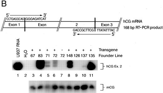 Fig. 1. (A) Diagram of the hCG–PML-RARα transgene. Transcription begins at the arrow, the transcriptional start site of the hCG gene. The hCG sequences extend upstream approximately 2.4 kb from the start site. The solid black boxes represent the five exons of the hCG gene; the polyadenylation signal is provided by the hCG gene. Sizes of DNA fragments used in constructing the transgene are denoted below the diagram. (B) RT-PCR analysis of bone marrow RNA. The diagram illustrates the portion of the transgene-specific mRNA that is amplified. The sequences of the forward and reverse primers are also shown. PCR products that hybridize to an hCG exon 2-specific probe shown in the upper autoradiogram indicate the founder lines that express the transgene. In the lower autoradiogram, RNA quality is controlled using primers specific for endogenous mCG exon 4 and a probe specific for detecting these sequences. The RNA source and transgene status is indicated above each lane (founder line/transgene copy number: 67/5, 71/1, 72/15, 83/2, 126/1, 135/4, 137/1, 148/1).