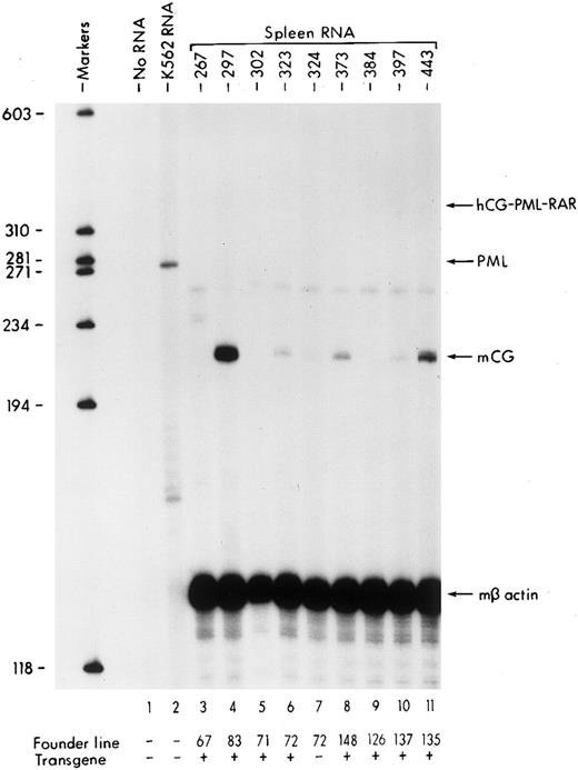 Fig. 5. S1 nuclease protection analysis of spleen RNAs is isolated from hCG–PML-RARα transgenic mice. Molecular size markers are indicated on the left. The expected positions of probe fragments protected by hCG–PML-RARα, mCG, and mβ actin mRNAs are indicated by the arrows on the right. Founder line and transgene status for each RNA sample are indicated at the bottom. Increases in endogenous mCG mRNA levels are detected in founder lines 83, 72, 148, 137, and 135 (lanes 4, 6, 8, 10, and 11, respectively).