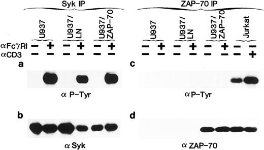 Fig. 1. Syk, but not the introduced ZAP-70, is phosphorylated in response to FcγRI cross-linking. (a) Uninfected U937 cells or U937 cells infected with the LN (U937/LN) or ZAP-70 (U937/ZAP-70) containing retrovirus were induced with IFN for 4 days. Cells were then either incubated alone (−) or prebound with the FcγRI Fab ′2 MoAb (+) and cross-linked with rabbit α-mouse antibody. Lysates from 5 × 106 cells were immunoprecipitated with a rabbit polyclonal anti-Syk antibody, fractionated on polyacrylamide gels, analyzed by immunoblotting with the 4G10 monoclonal antiphosphotyrosine antibody, and developed with ECL to assess the phosphorylation status of Syk. (b) Blots were then stripped and reprobed with a polyclonal rabbit anti-Syk antibody. (c and d) Cell lysates were similarly immunoprecipitated with a ZAP-70–specific rabbit polyclonal antibody and probed with an antiphosphotyrosine (c) or monoclonal ZAP-70 antibody (d). For comparison, the level of expression and tyrosine phosphorylation state of ZAP-70 was assessed in Jurkat T cells that were either unstimulated (−) or stimulated with a CD3-specific antibody (+). These data are representative of results obtained in six independent experiments.