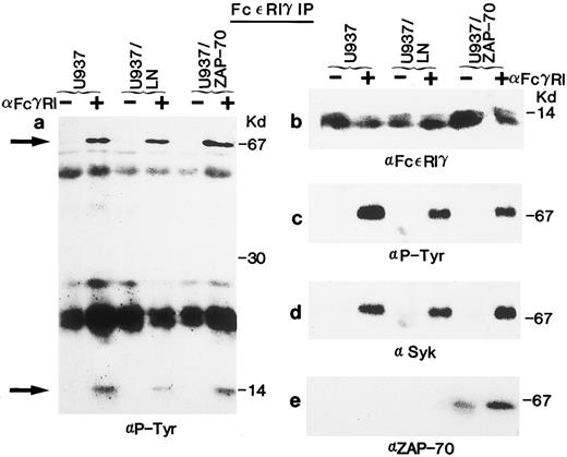 Fig. 3. Association of Syk and ZAP-70 with the FcεRIγ subunit after receptor clustering in U937 cells. (a) Lysates from unstimulated (−) or FcγRI-stimulated (+) U937, U937/LN, or U937/ZAP-70 cells were immunoprecipitated with an anti-FcεRIγ polyclonal rabbit antibody (5297), separated on a 15% polyacrylamide gel, and analyzed by immunoblotting with an antiphosphotyrosine antibody. The positions of Syk and the FcεRIγ receptor subunit are indicated by arrows. The heavily reactive bands observed at approximately 50 kD and 25 kD are the heavy and light chains of the immunoprecipitating antibody, respectively. (b) The blot was stripped and reprobed with the anti-FcεRIγ polyclonal rabbit antibody (5297). (c, d, and e) Lysates treated as in (a) were separated on a 7.5% polyacrylamide gel and immunoblotted with either a monoclonal antiphosphotyrosine (c), polyclonal rabbit anti-Syk (d), or monoclonal anti–ZAP-70 (e) antibody. These data are representative of results obtained in six independent experiments.