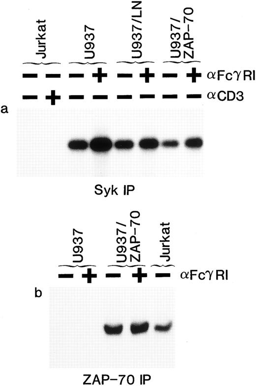 Fig. 4. Enhancement of Syk, but not ZAP-70, kinase activity in response to FcγRI stimulation. U937, U937/LN, U937/ZAP-70, and Jurkat cells were subjected to antibody-mediated cross-linking followed by immunoprecipitation and analysis of endogenous substrate phosphorylation. Syk (a) and ZAP-70 (b) activities in immunoprecipitates from nonstimulated (−) or cross-linked (+) cells were assessed by immune complex kinase assay and autoradiography. These data are representative of results obtained in five independent experiments.