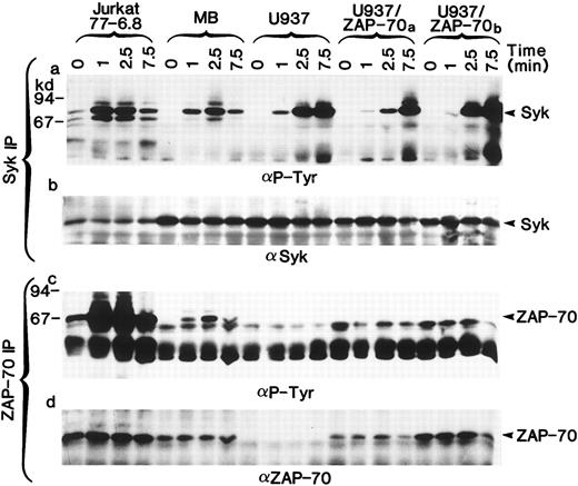 Fig. 5. Syk and ZAP-70 are phosphorylated with similar kinetics in T-cell lines, whereas only Syk is phosphorylated in transduced U937/ZAP-70 cells. The Jurkat 77-6.8 T-cell line, an HTLV-I–transformed T-cell line MB, U937 cells, and two pools of ZAP-70–transduced cells (U937/ZAP-70a and U937-ZAP-70b ) were stimulated with a CD3 (for T cells) or FcγRI MoAb (for U937 cells) for the indicated times. Lysates were immunoprecipitated with either an anti-Syk (upper panel) or an anti–ZAP-70 antibody (lower panel), fractionated on a polyacrylamide gel, and immunoblotted with an antiphosphotyrosine antibody. Blots were then reprobed with either an anti-Syk (upper panel) or anti–ZAP-70 antibody (lower panel). The positions of Syk and ZAP-70 are indicated with arrows and the positions of molecular weight markers are noted. These data are representative of results obtained in six independent experiments.