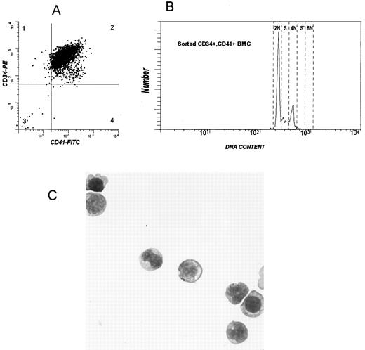 Fig. 1. Separation of CD34+CD41+ human BM cells. Correlated two-parameter histogram of staining of (A) low-density BM cells after enrichment of the CD34+ population using magnetic beads (MACS) and two cycles of sorting. The separated population is 99% CD34+ and 98% CD41+. (B) DNA content of isolated CD34+CD41+ BM cells. In this sample, 15% of the cells are in S phase and 17% are in G2-M or have reached the 4N stage via endomitosis. Less than 0.5% of the cells in this sample have a DNA content ≥8N. The data were collected in log mode. (C) Morphology of purified CD34+CD41+ BM cells. The CD34+CD41+ cells shown in (A) were deposited on slides by cytocentrifugation and stained with Wright-Giemsa. (Original magnification × 630.)
