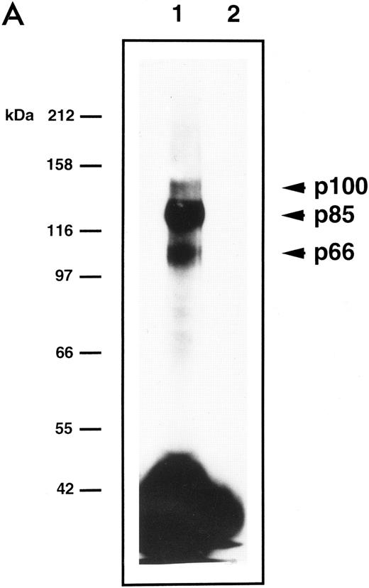 Fig. 4. Cross-linking experiments. (A) E1 TEPC clones were labeled with iodinated Epo and then cross-linked with DSS in the absence (lane 1) or presence (lane 2) of a 100-fold excess of unlabeled Epo. (B) UT-7 cells (lane 1), NEO-infected clone N1 (lane 2), and Epo-R–infected clone (lane 3) were labeled with iodinated Epo and then cross-linked with DSS in the absence of 100-fold excess of unlabeled Epo. Epo-binding proteins were immunoprecipitated with anti–Epo-R antibodies bound to Sepharose beads. After denaturation, immunoprecipitated products were separated by SDS-PAGE.